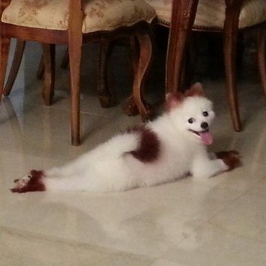 10608002_1536338513255981_171592965_n