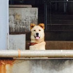 11311512_399754463541867_908105040_n(0)