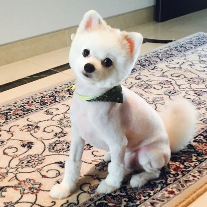 11848866_166882350311932_1186706996_n(0)