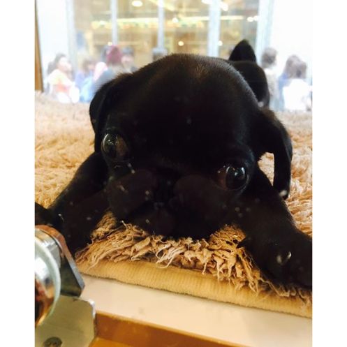 10617155_1629332320663686_29012950_n(0)